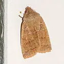 Morrison's Sallow - Hodges#9936 - photo 4