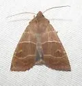 Morrison's Sallow - Hodges#9936 - photo 5