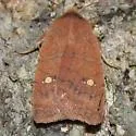 Sidus Sallow Moth - Hodges#9933.1