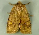 Sidus Sallow Moth - Hodges#9933.1 - photo 3
