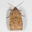 Three-Spotted Sallow - Hodges#9935