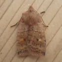 Three-Spotted Sallow - Hodges#9935 - photo 4