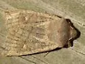 Straight-toothed Sallow - Hodges#9933 - photo 2