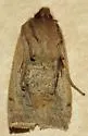 Straight-toothed Sallow - Hodges#9933 - photo 4