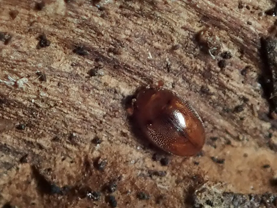 Eupsilobiidae - photo 2