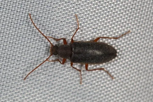 Eupsophulus brevipennis