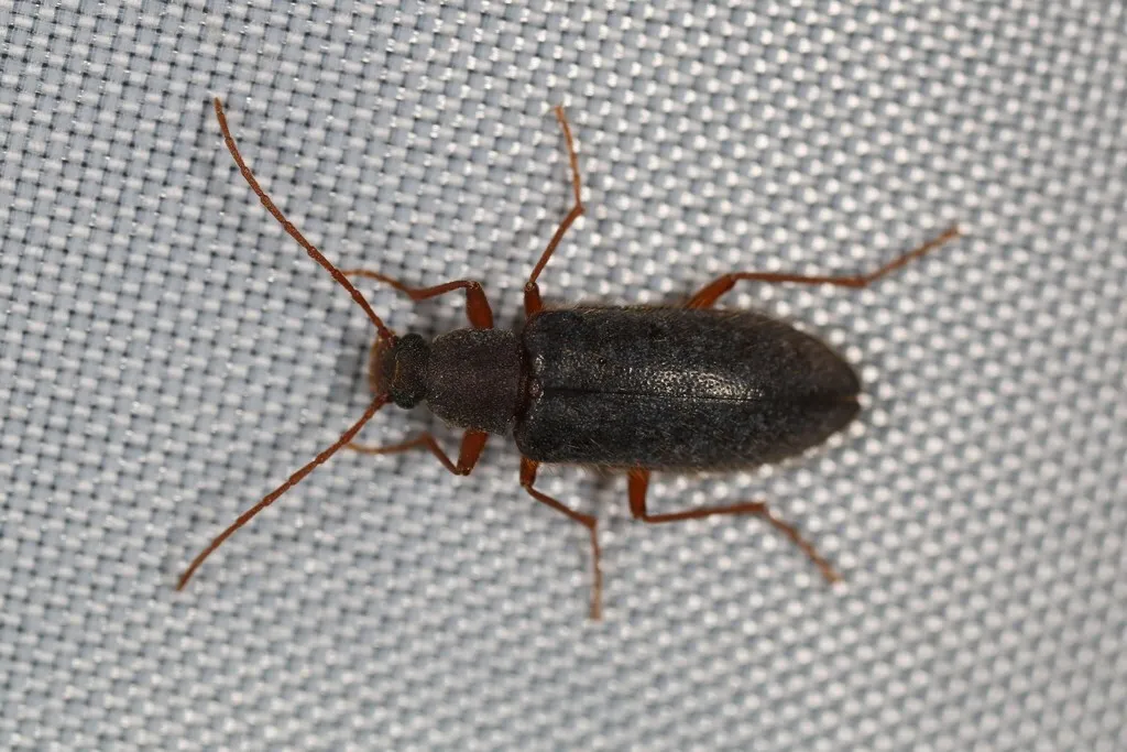 Eupsophulus brevipennis - photo 2