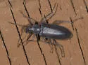 Eupsophulus castaneus - Eupsophulus castaneus