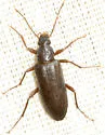 Eupsophulus castaneus - photo 2