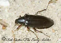 Eupsophulus castaneus - photo 3