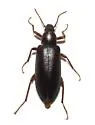 Eupsophulus castaneus - photo 4