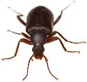 Eupsophulus castaneus - photo 5