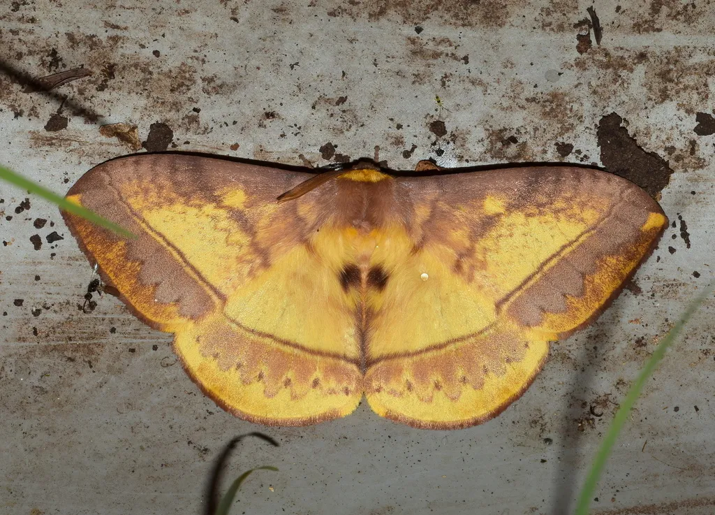 Eupterote discrepans - photo 2