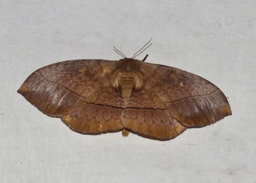 Eupterote discrepans - photo 8