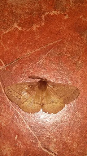 Eupterote flavicollis