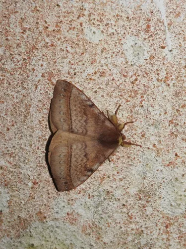 Eupterote flavicollis - photo 4