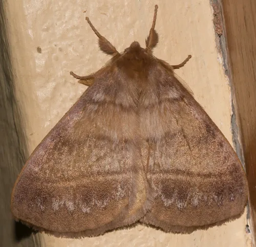Eupterote flavicollis - photo 5