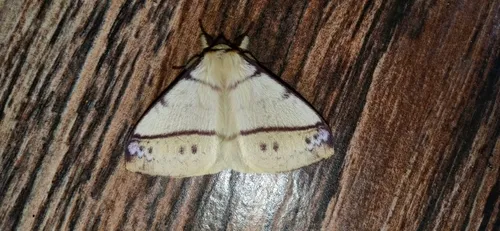 Eupterote flavicollis - photo 6