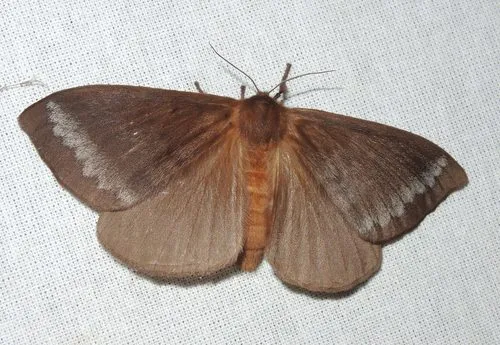 Eupterote flavicollis - photo 7