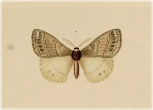 Eupterote flavicollis - photo 8