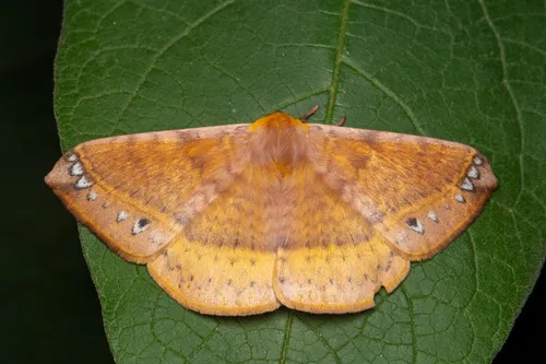 Eupterote mollifera