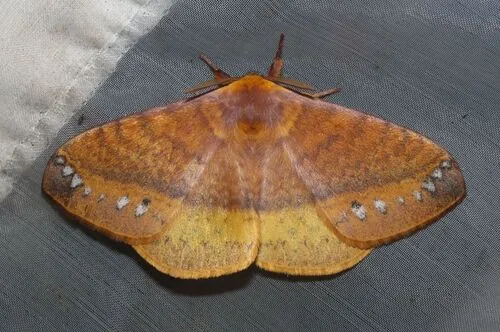 Eupterote mollifera - photo 2