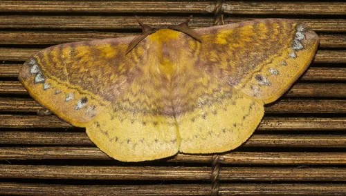 Eupterote mollifera - photo 5