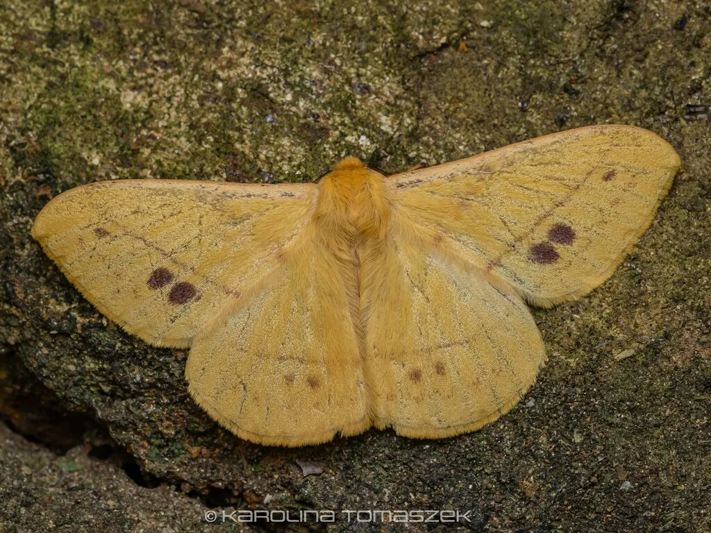 Eupterote orientalis - photo 2