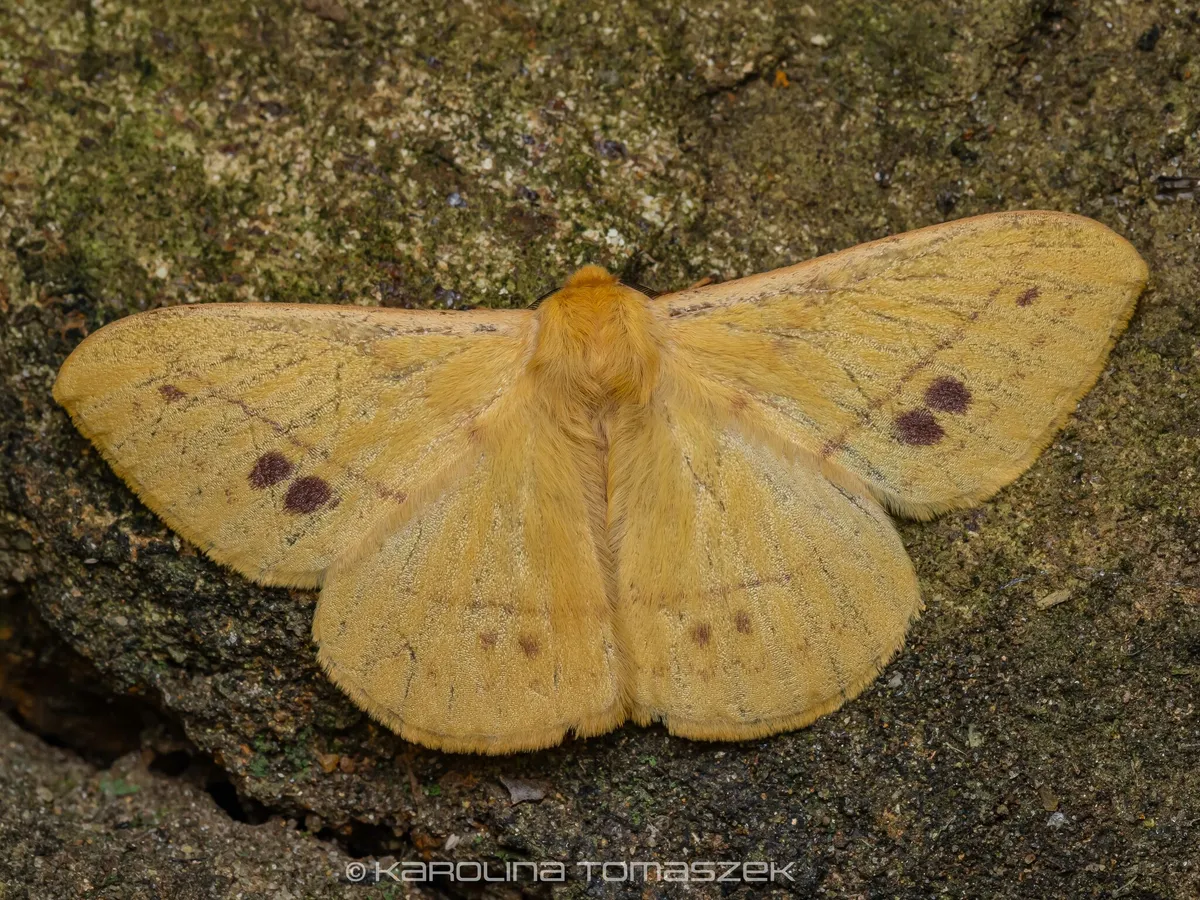 Eupterote orientalis - photo 3