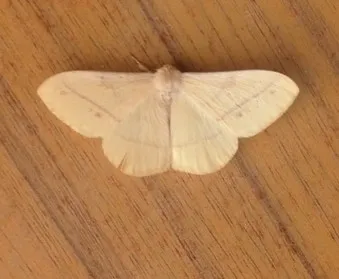Eupterote orientalis - photo 5