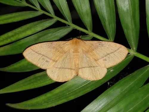 Eupterote orientalis - photo 8
