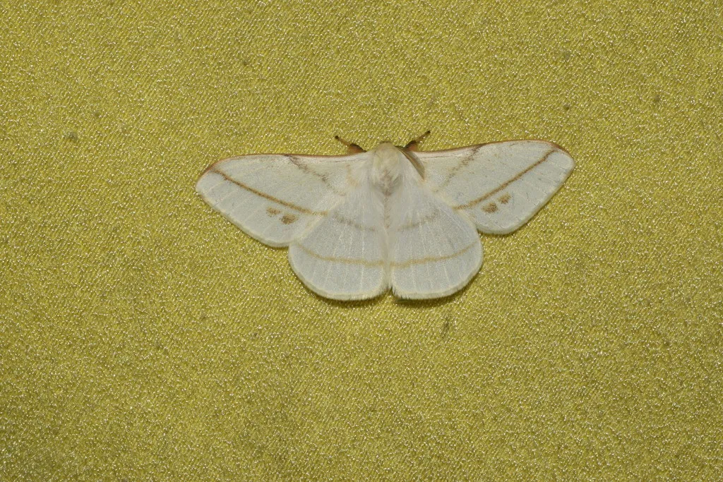 Eupterote primularis - photo 2