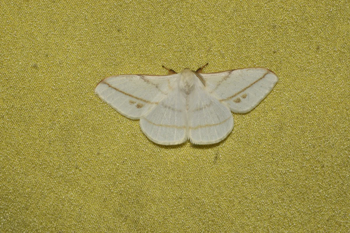 Eupterote primularis - photo 3
