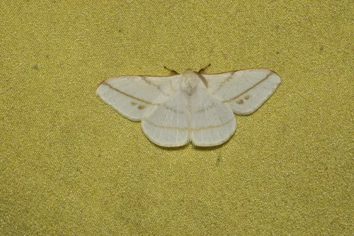 Eupterote primularis - photo 4