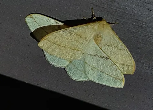 Eupterote primularis - photo 5