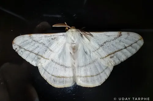 Eupterote primularis - photo 6