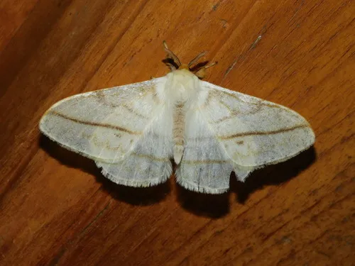 Eupterote primularis - photo 7