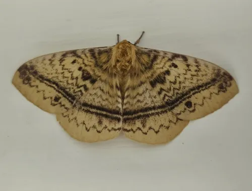 Eupterote undata