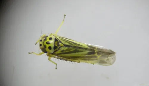Eupterycyba jucunda