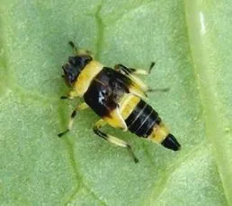 Eupterycyba jucunda - photo 2