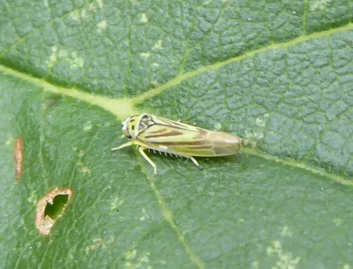 Eupterycyba jucunda - photo 3