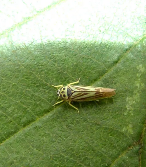 Eupterycyba jucunda - photo 4