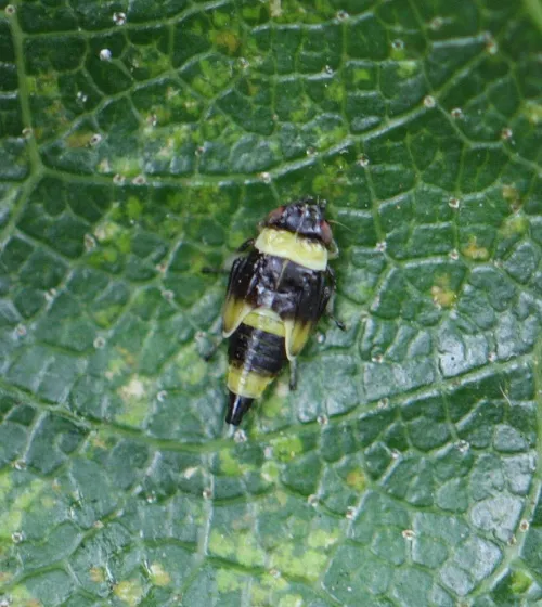 Eupterycyba jucunda - photo 5
