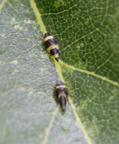 Eupterycyba jucunda - photo 6