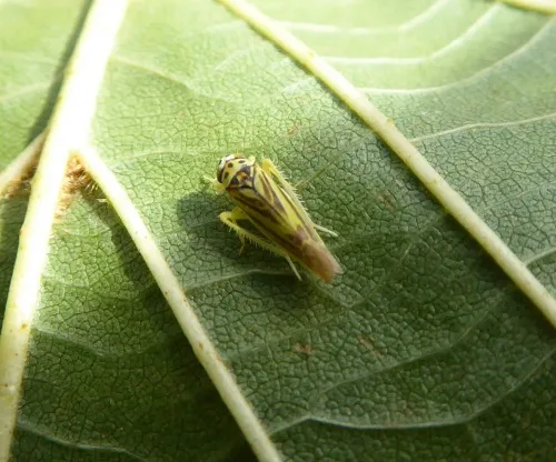 Eupterycyba jucunda - photo 7