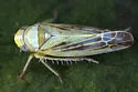 Eupteryx artemisiae