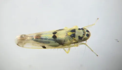 Eupteryx atropunctata