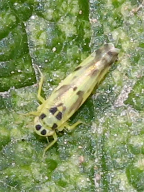 Eupteryx atropunctata - photo 2