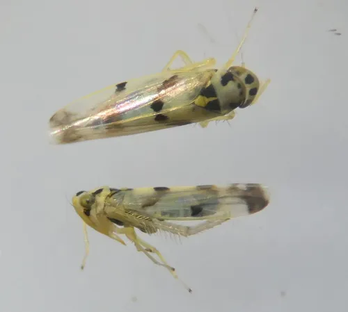Eupteryx atropunctata - photo 3
