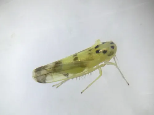 Eupteryx atropunctata - photo 5